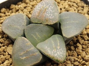 ■[W078]特大グロエネ×グロエネワルディ CL1　実生　未繁殖　ヤマト運輸 【多肉植物　Haworthia　ハオルチア　ハオルシア】