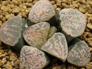 ■[W077]特大グロエネ×グロエネワルディ CL1　実生　未繁殖　ヤマト運輸 【多肉植物　Haworthia　ハオルチア　ハオルシア】