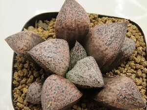 ■[W066]Super Galaxy S×GM452 I　実生　未繁殖　ヤマト運輸 【多肉植物　Haworthia　ハオルチア　ハオルシア】