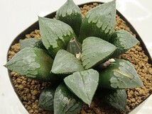 ■[W065]Absolute Zero×クイーンマリリン　実生　未繁殖　ヤマト運輸 【多肉植物　Haworthia　ハオルチア　ハオルシア】_画像1