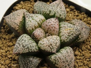 ■[W058]ピクタ白銀系×海皇　実生　未繁殖　ヤマト運輸 【多肉植物　Haworthia　ハオルチア　ハオルシア】