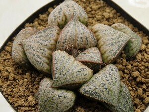 ■[W042]GM452 SPK-1×Super Galaxy(S-1)　実生　未繁殖　ヤマト運輸 【多肉植物　Haworthia　ハオルチア　ハオルシア】