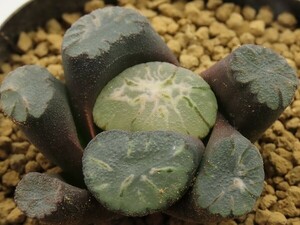 ■[W034]山の嵐　ヤマト運輸 【多肉植物　Haworthia　ハオルチア　ハオルシア】