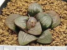 ■[W024]ザラ窓スプリング　ヤマト運輸 【多肉植物　Haworthia　ハオルチア　ハオルシア】_画像2