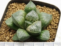 ■[W023]唐草コンプト　ヤマト運輸 【多肉植物　Haworthia　ハオルチア　ハオルシア】_画像2