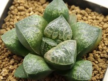 ■[W023]唐草コンプト　ヤマト運輸 【多肉植物　Haworthia　ハオルチア　ハオルシア】_画像1