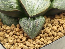 ■[W018]IKスプレンデンス　ヤマト運輸 【多肉植物　Haworthia　ハオルチア　ハオルシア】_画像2