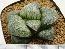 ■[W018]IKスプレンデンス　ヤマト運輸 【多肉植物　Haworthia　ハオルチア　ハオルシア】_画像3