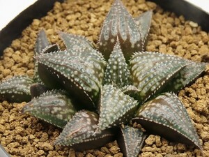 ■[W016]Super Galaxy　スーパーギャラクシー　ヤマト運輸 【多肉植物　Haworthia　ハオルチア　ハオルシア】