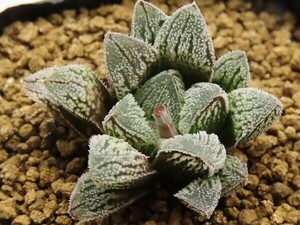 ■[W005]雪の妖精　ヤマト運輸 【多肉植物　Haworthia　ハオルチア　ハオルシア】