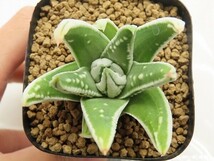 ■[W004]皇帝　ヤマト運輸 【多肉植物　Haworthia　ハオルチア　ハオルシア】_画像2