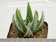 ■[W004]皇帝　ヤマト運輸 【多肉植物　Haworthia　ハオルチア　ハオルシア】_画像6