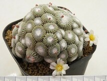 ■[W136]liliputana　松露玉　接ぎ降し　台付　ヤマト運輸 【多肉植物　サボテン　Blossfeldia　ブロスフェルディア】_画像4