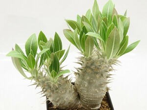 ■[W162]horombense　ホロンベンセ 実生苗　ヤマト運輸 【多肉植物　Pachypodium　パキポディウム】