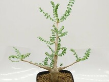 ■[W160]neglecta Mutha ネグレクタ　実生苗　ヤマト運輸 【多肉植物　Boswellia　ボスウェリア】_画像1