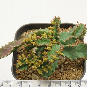■[W144]stellata 飛竜 実生苗 ヤマト運輸 【多肉植物 Euphorbia ユーフォルビア】の画像5