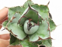 ■[W143]titanota 'Black&Blue' Blue Ball　ブルーボール　ヤマト運輸 【多肉植物　Agave　アガベ】_画像2