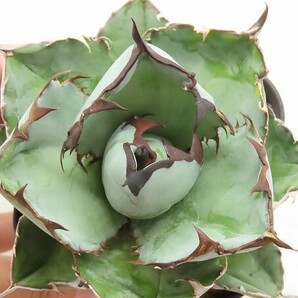 ■[W143]titanota 'Black&Blue' Blue Ball ブルーボール ヤマト運輸 【多肉植物 Agave アガベ】の画像2