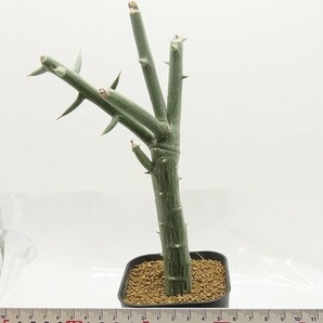 ■[W137]globosa グロボーサ 実生苗 ヤマト運輸 【多肉植物 Adenia アデニア】の画像5