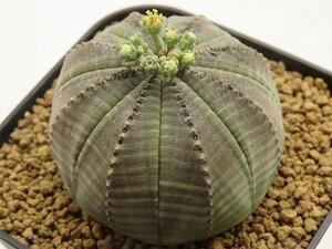 ■[W138]obesa　オベサ　オス　実生苗　ヤマト運輸 【多肉植物　Euphorbia ユーフォルビア】