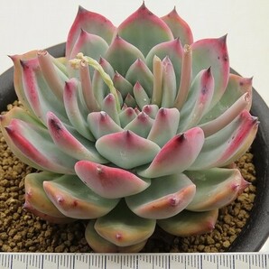 ■[W191]コロラータ ヤマト運輸 【多肉植物 Echeveria エケベリア】の画像2