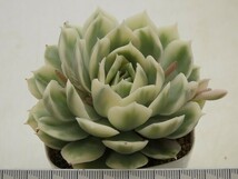 ■[W190]オンスロー錦　ヤマト運輸 【多肉植物　Echeveria　エケベリア】_画像5