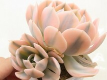 ■[W184]ルンヨニー錦　ヤマト運輸 【多肉植物　Echeveria　エケベリア】_画像2