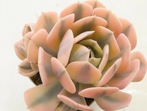 ■[W184]ルンヨニー錦　ヤマト運輸 【多肉植物　Echeveria　エケベリア】_画像1