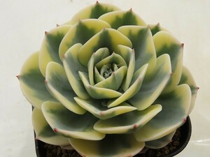 ■[W182]ルノーディーン　ヤマト運輸 【多肉植物　Echeveria　エケベリア】