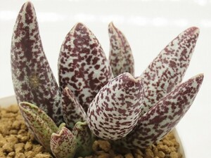 ■[W168]filicaulis hyb filicaulis×Clanwilliam　ヤマト運輸 【多肉植物　Adromischus アドロミスクス】