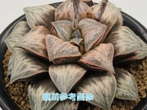 ■[W028]MW No1×ティファニー (SC230901) SCオリジナル　ヤマト運輸 【多肉植物　Haworthia　ハオルチア　ハオルシア】_画像7