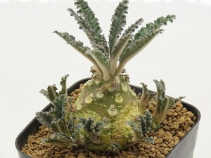 ■[Y011]lavrani　ラブラニー　実生苗　ヤマト運輸 【多肉植物　Dorstenia　ドルステニア】