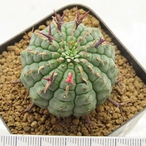 ■[Y008]stellispina 群星冠 ヤマト運輸 【多肉植物 Euphorbia ユーフォルビア】の画像5