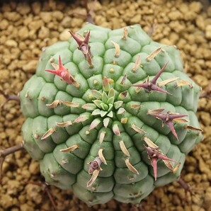 ■[Y008]stellispina 群星冠 ヤマト運輸 【多肉植物 Euphorbia ユーフォルビア】の画像4