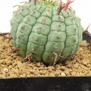 ■[Y008]stellispina 群星冠 ヤマト運輸 【多肉植物 Euphorbia ユーフォルビア】の画像2