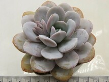 ■[Y059]ラウイ　実生苗　ヤマト運輸 【多肉植物　Echeveria　エケベリア】_画像2