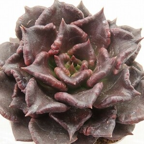 ■[Y060]Super Ball スーパーボール  ヤマト運輸 【多肉植物 Echeveria エケベリア】の画像1