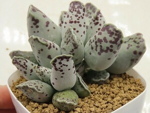 ■[Y047]cooperi クーペリー　ヤマト運輸 【多肉植物　Adromischus アドロミスクス】