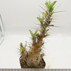 ■[Y043]saundersii 白馬城 傷あり 実生苗 ヤマト運輸 【多肉植物 Pachypodium パキポディウム】の画像7