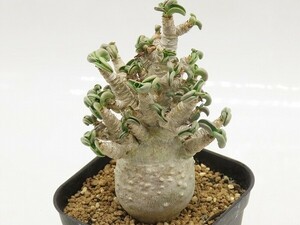#[Y040]arabicumalabi cam ( lion leaf ) real raw seedling Yamato Transport [ succulent plant Adeniumatenium]