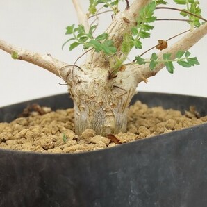 ■[Y039]neglecta Mutha ネグレクタ 実生苗 ヤマト運輸 【多肉植物 Boswellia ボスウェリア】の画像4