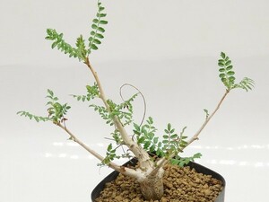 ■[Y039]neglecta Mutha ネグレクタ　実生苗　ヤマト運輸 【多肉植物　Boswellia　ボスウェリア】