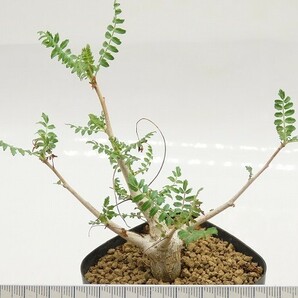 ■[Y039]neglecta Mutha ネグレクタ 実生苗 ヤマト運輸 【多肉植物 Boswellia ボスウェリア】の画像6