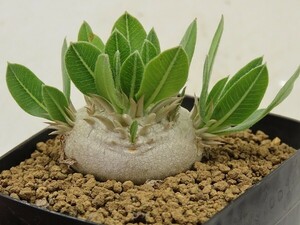 #[Y032]brevicaule. ratio . laughing . real raw seedling Yamato Transport [ succulent plant Pachypodiumpakipotium]