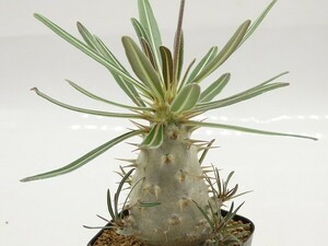 ■[Y031]cactipes　カクチペス　実生苗　ヤマト運輸 【多肉植物　Pachypodium　パキポディウム】