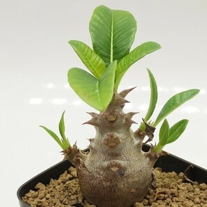 ■[Y030]windsorii ウィンゾリー 実生苗 ヤマト運輸 【多肉植物 Pachypodium パキポディウム】の画像2