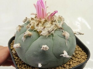 ■[Y025]fricii 銀冠玉(綴化実生)　実生苗　自根　ヤマト運輸 【多肉植物　サボテン　Lophophora　ロフォフォラ】