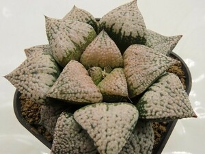 ■[Y176]OMパンドラ×ホワイトギフト　実生　未繁殖　ヤマト運輸 【多肉植物　Haworthia　ハオルチア　ハオルシア】