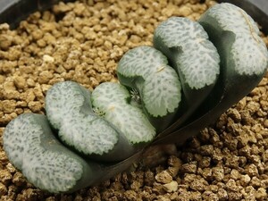 ■[Y154]コンゲスタ玉　ヤマト運輸 【多肉植物　Haworthia　ハオルチア　ハオルシア】