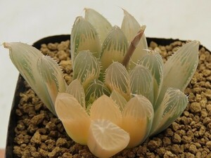 ■[Y111]Cheek　チーク　ヤマト運輸 【多肉植物　Haworthia　ハオルチア　ハオルシア】